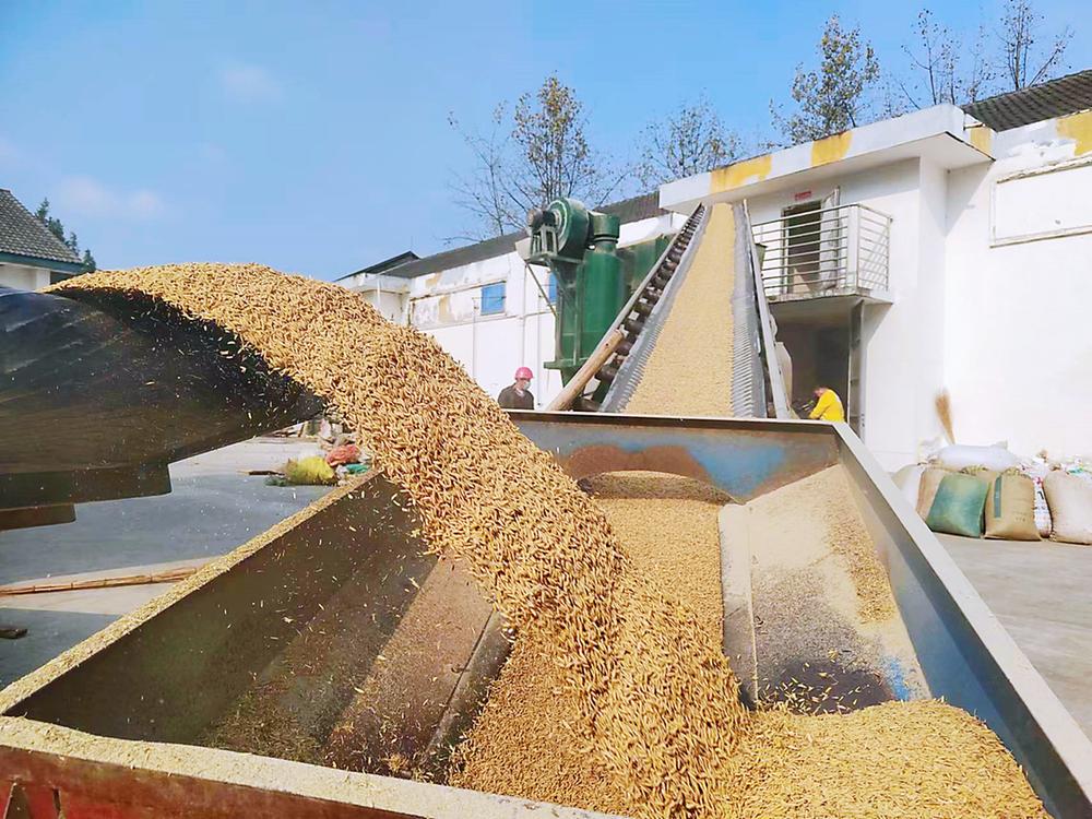 青神县多举措确保稻谷颗粒归仓