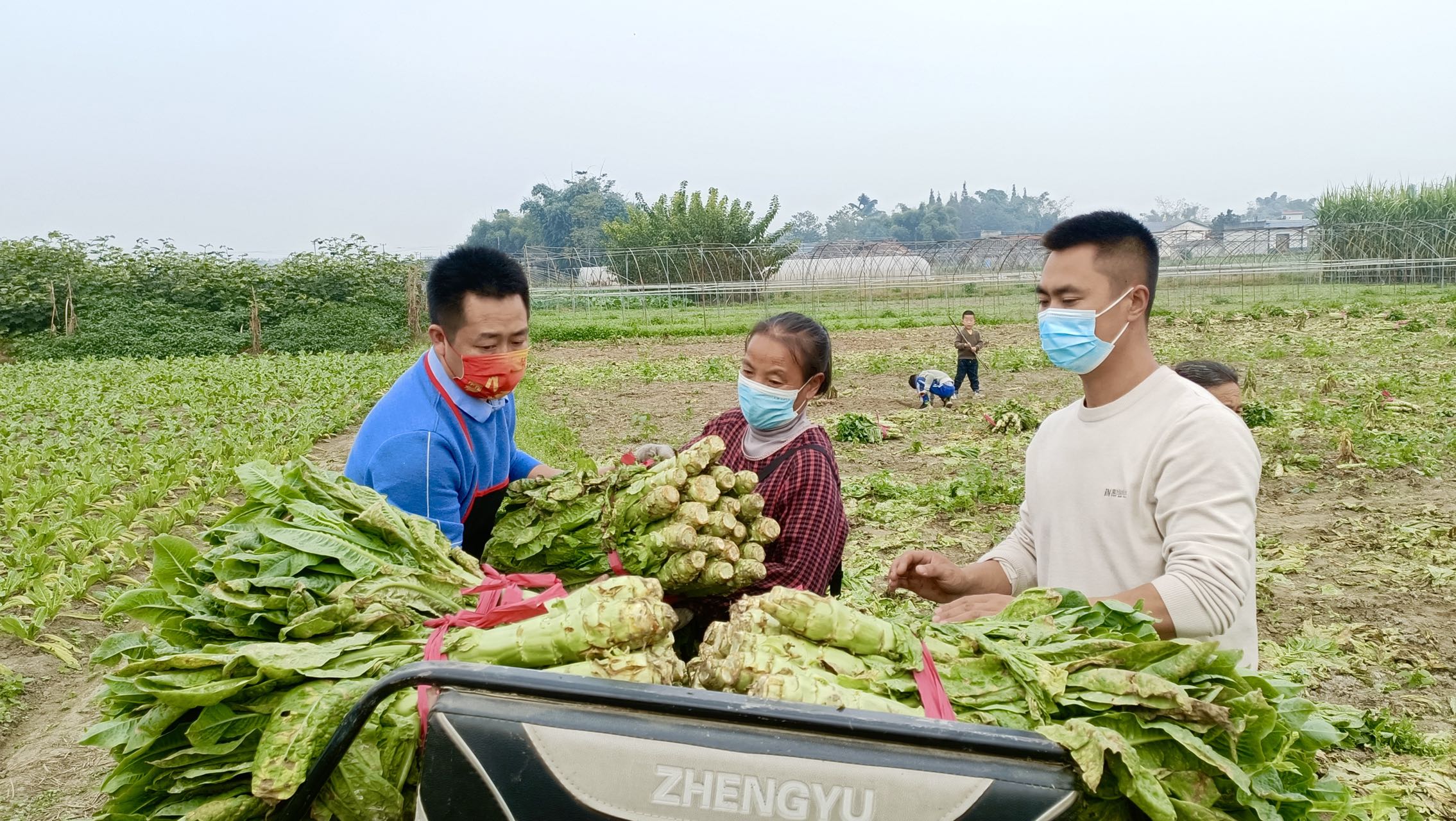 青神县：蔬菜滞销田间地头 爱心采购化解民忧