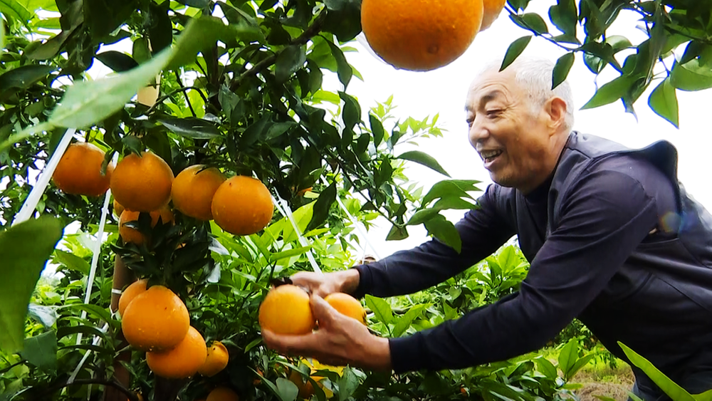 青神县：爱媛鲜果上市柑橘收获季开启