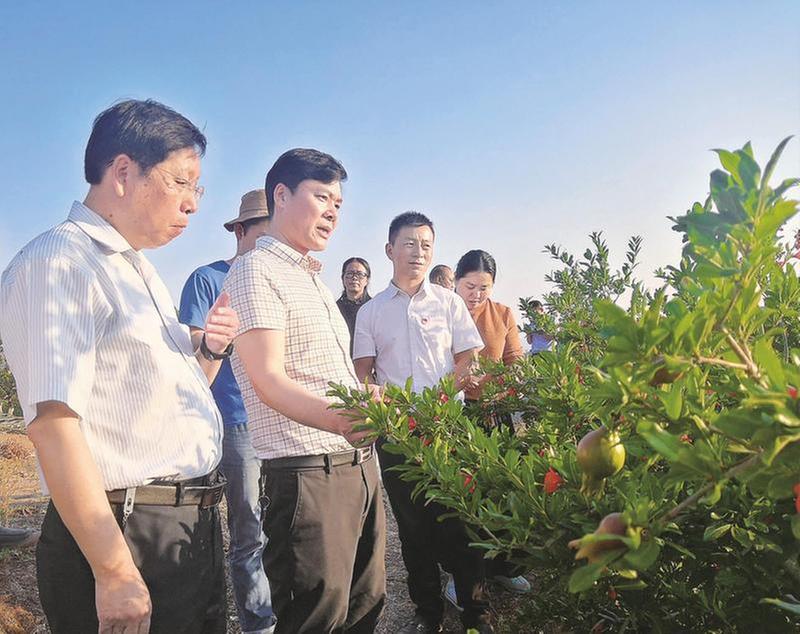 会理石榴科技小院让石榴甜到群众心头