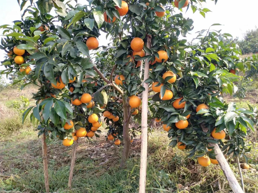 酉溪镇寇家坝村“果冻橙”熟了