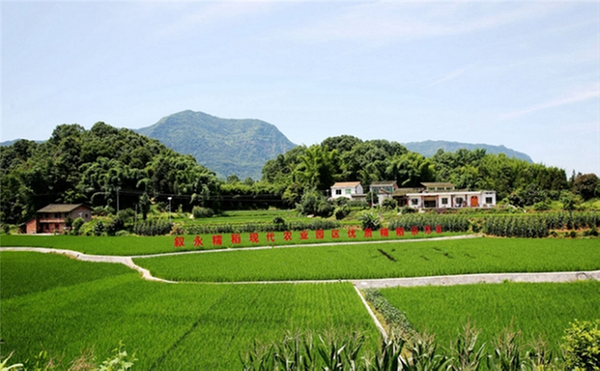 叙永县：建强糯稻现代农业园区 赋能乡村振兴