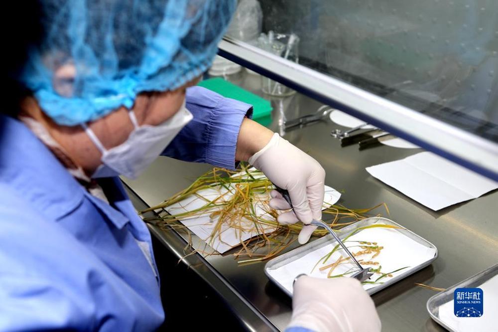 我国在国际上首次完成水稻“从种子到种子”全生命周期空间培养实验