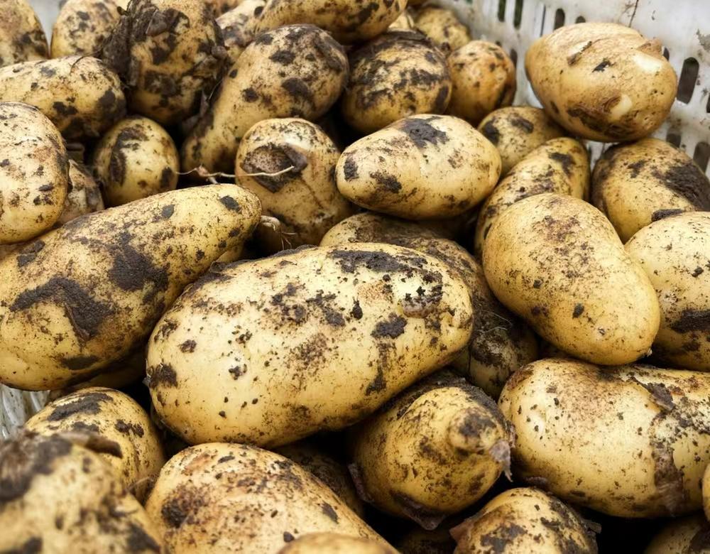 亩产1500余公斤！青神县秋季马铃薯喜获丰收