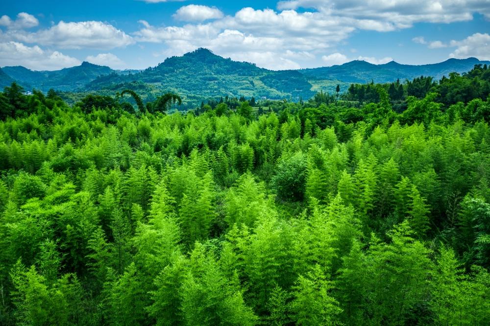 天池村：种植一片竹林 发展特色致富产业