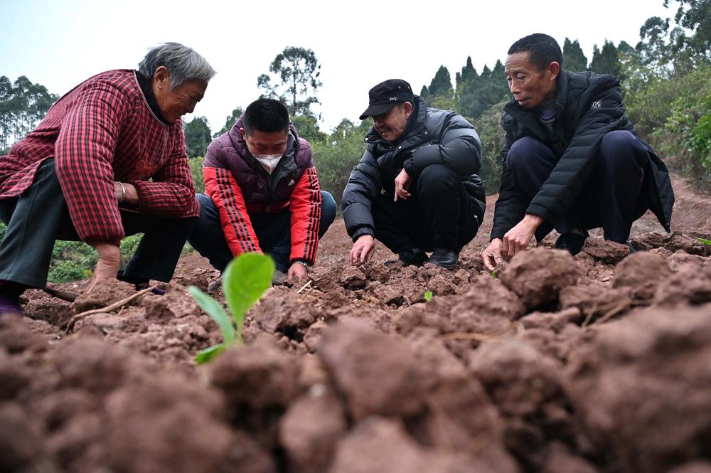 东兴区多举措复耕复垦