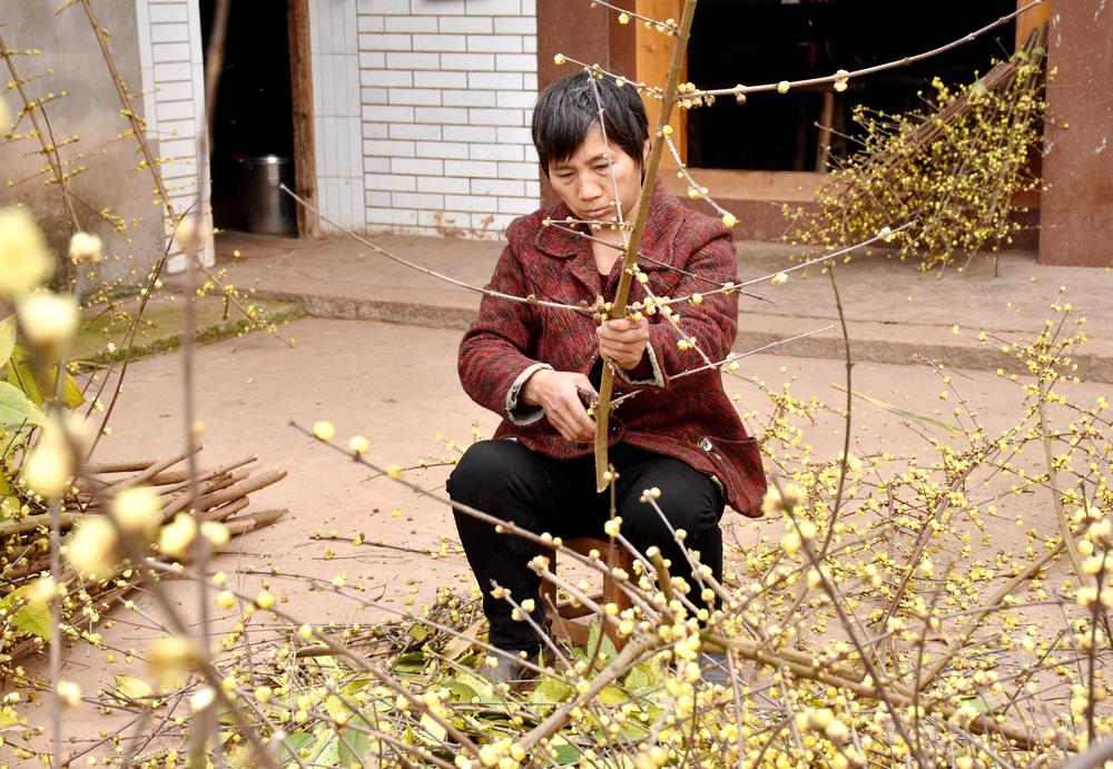 纳溪区：节日经济火 乡村人气旺