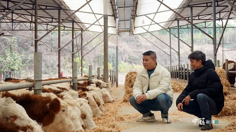 内江市市中区全力推动肉牛产业高质量发展