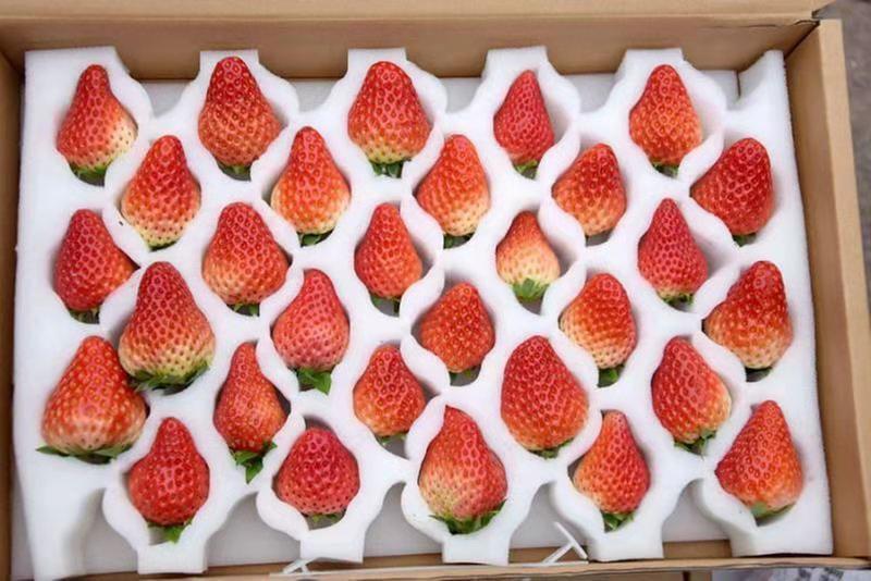 成都东部新区首届草莓采摘季将于1月6日启动