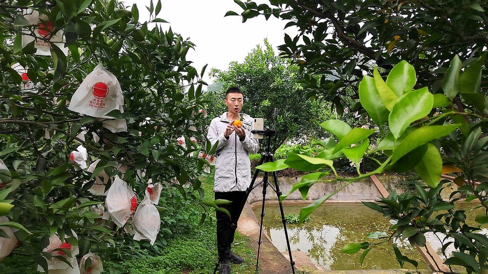 青神县：电子商务让 “柑橘人”鼓起钱包