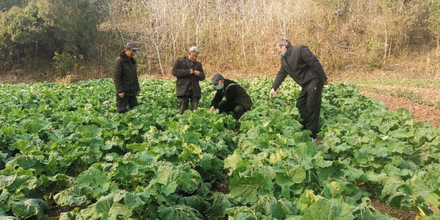 简阳市老科协：冬日暖阳忙调研 助力油菜夺高产