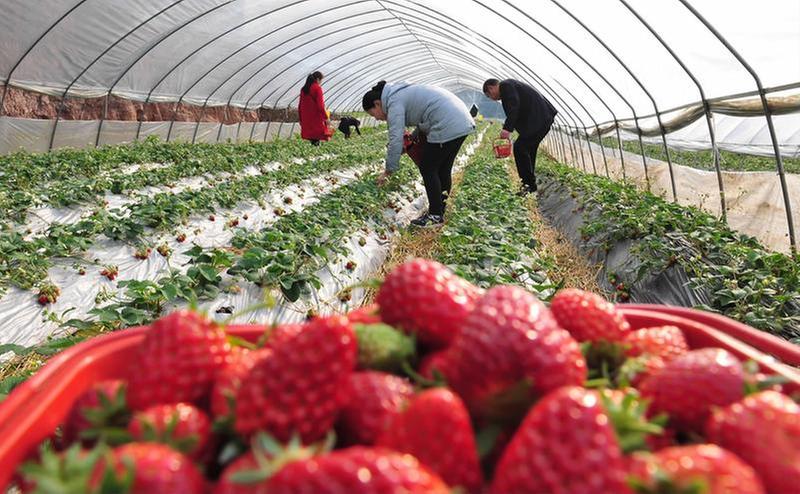 “党支部+”打造特色产业园