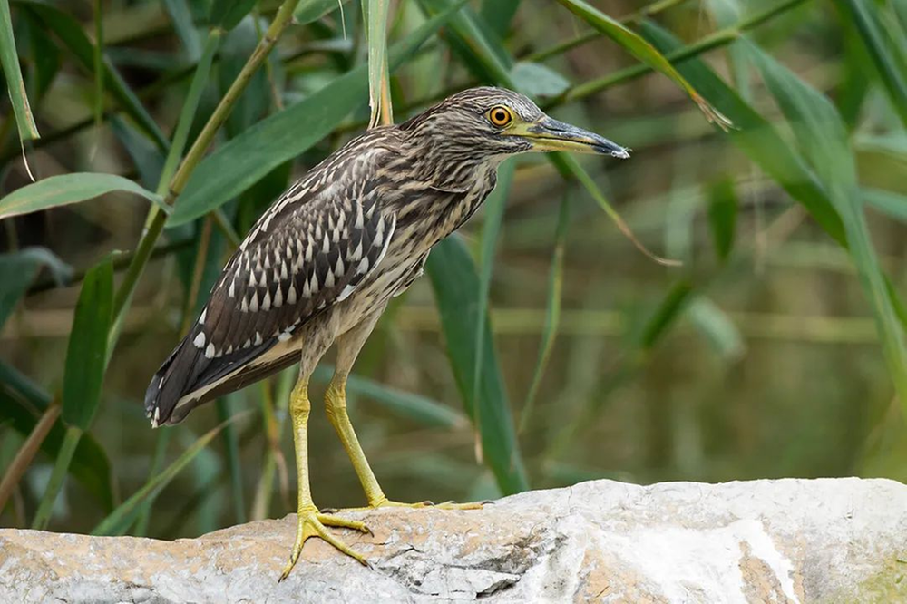 眉山天府公安：救助野生动物，守护绿水青山！