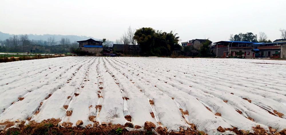 丰禾镇多措并举打赢春耕生产总体战