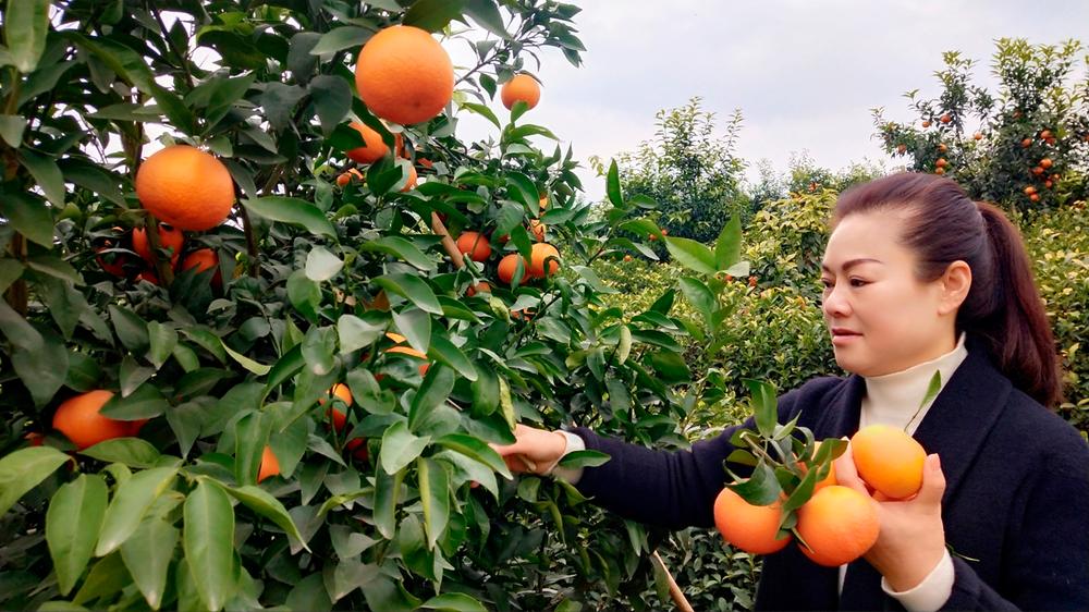 青神县：柑橘园里走出致富带头人