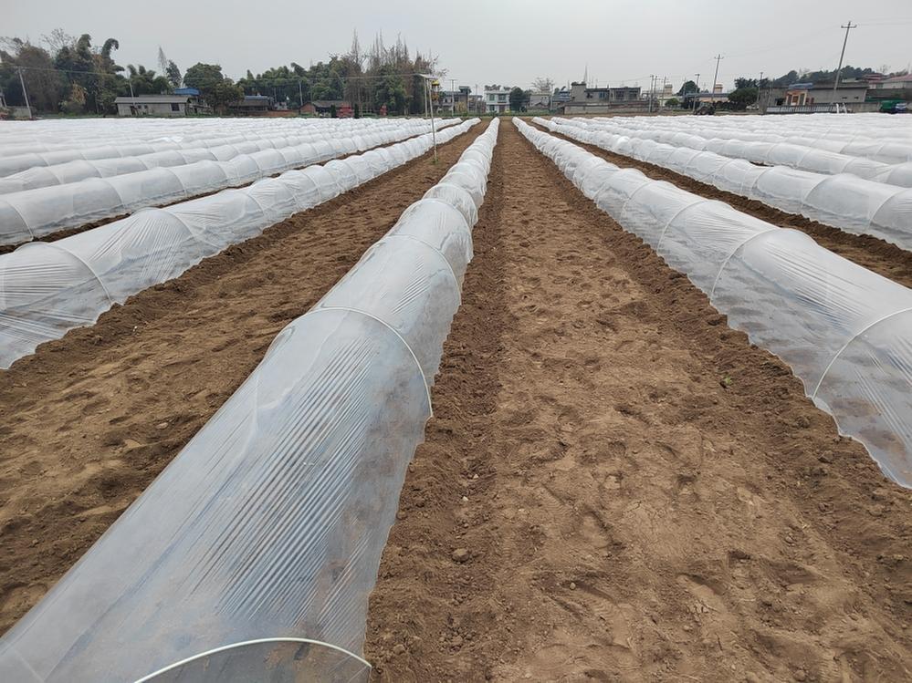 青神：种粮大户带头推广“玉米+大豆”套种模式