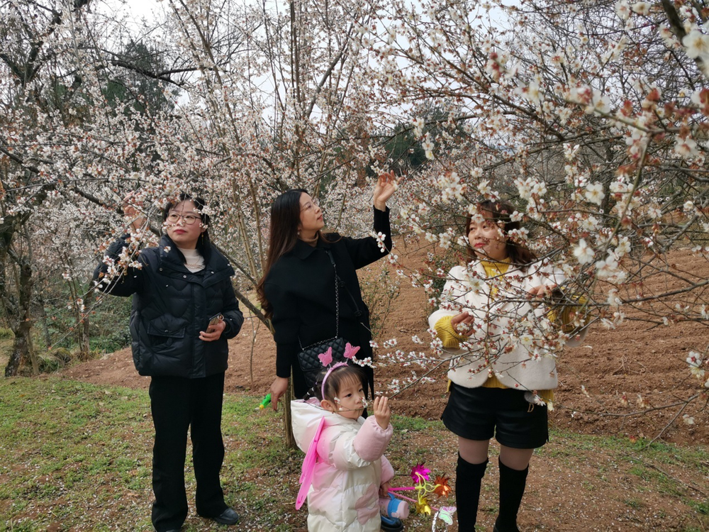 关门镇举办首届红梅花节暨招商引资洽谈会