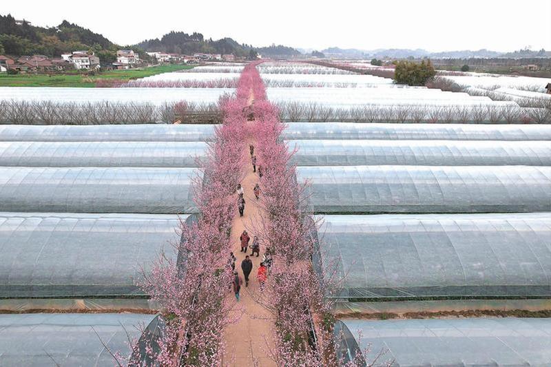 踏青赏花享春光