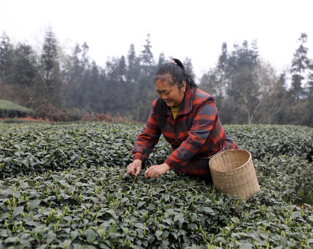 丹棱县：春茶飘香来  茶农笑颜开