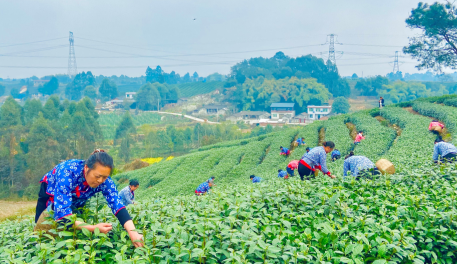 青神县：“三八”活动花样多 展现巾帼好风采