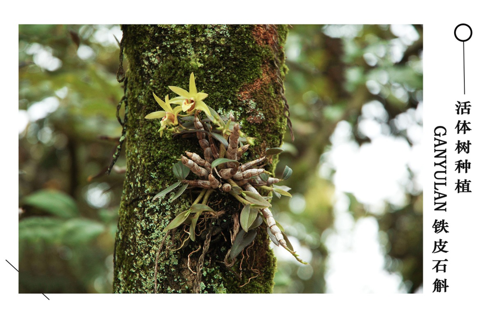 甘御兰：“药界大熊猫”铁皮石斛，助力春季养生