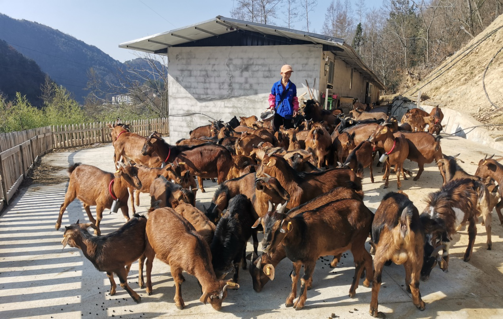 南江县竹坝村依托种养殖产业助推乡村振兴