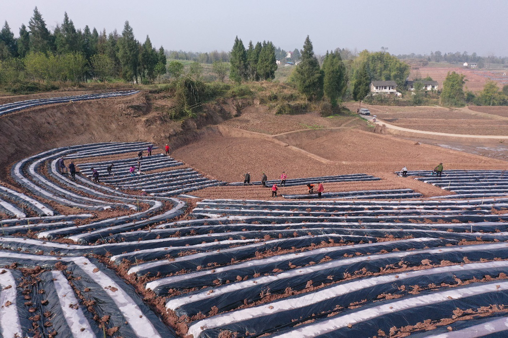 龙台镇：优化升级传统产业 打造千亩玉米制种基地