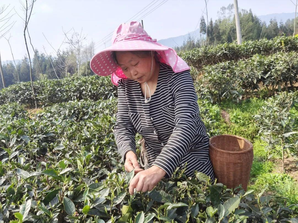 荥经县：茶园里有了便民路