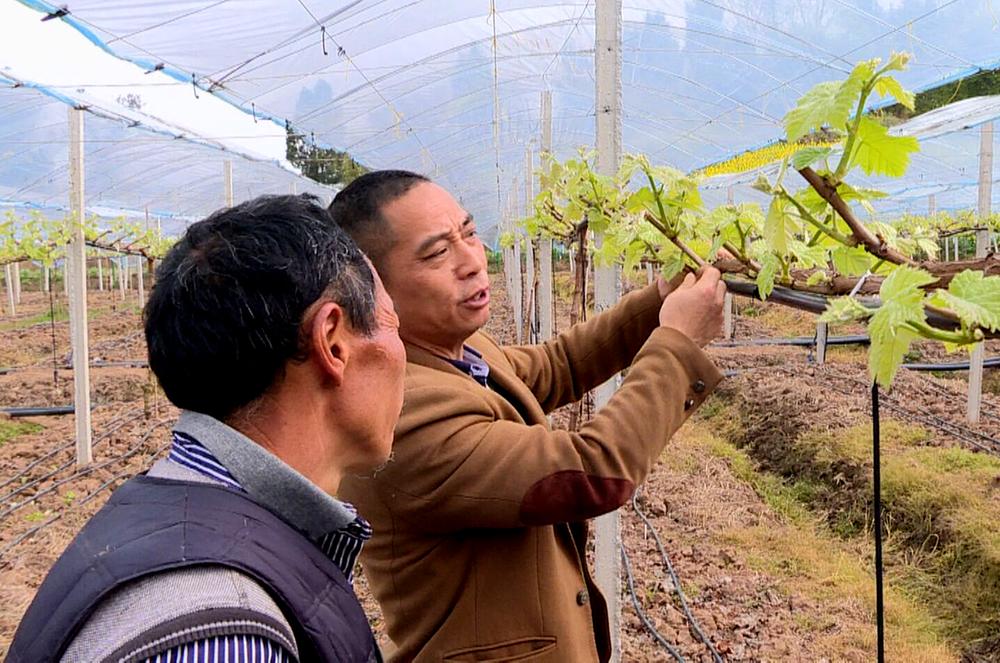 邻水县葡萄园里春管忙