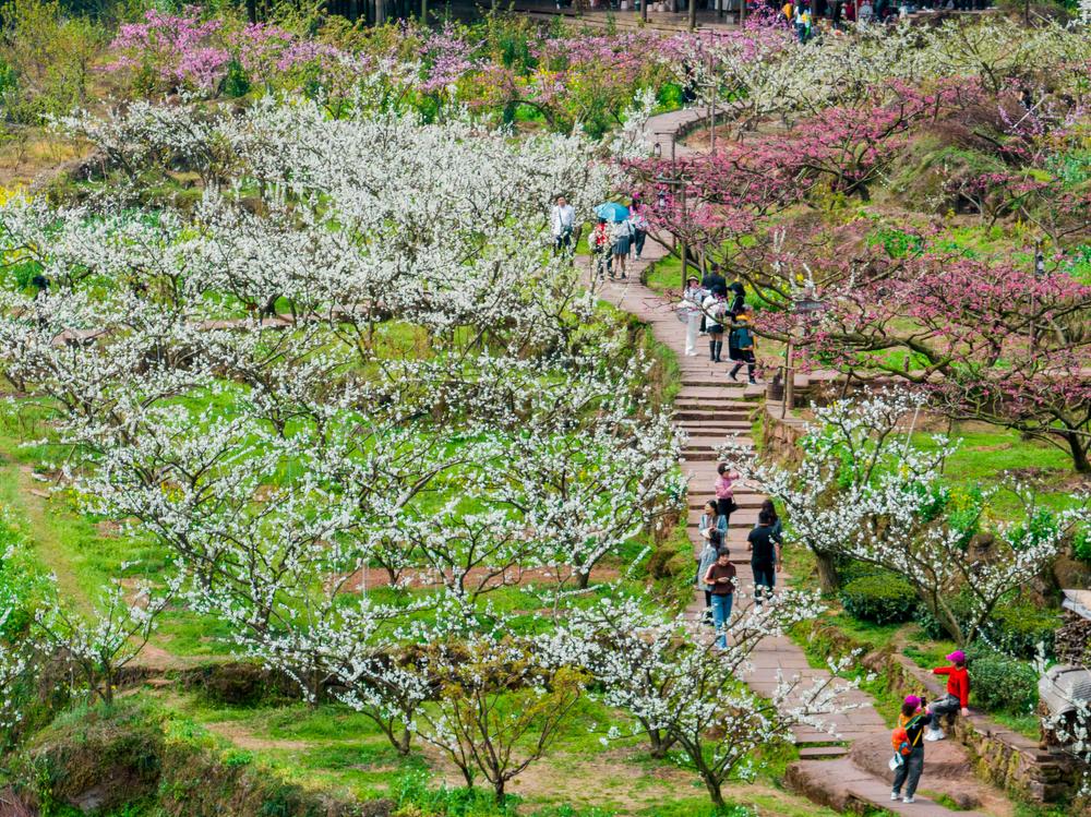 花季已至 共赴春约！“农旅融合”让丹棱县掀起“打卡热