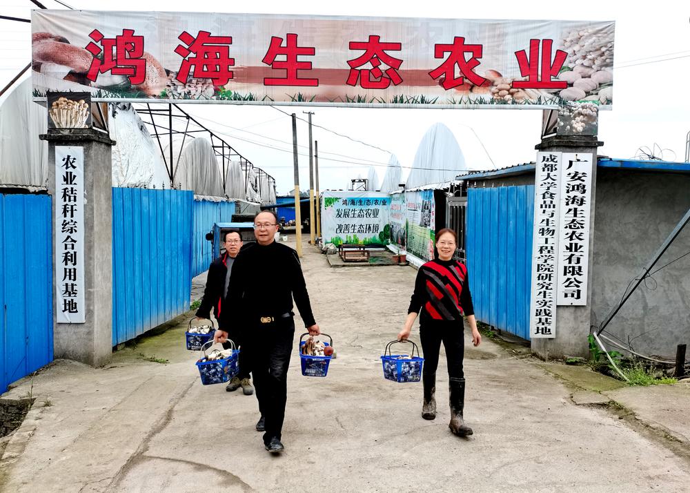 科技创新变废为宝   秸秆种菌循环增收