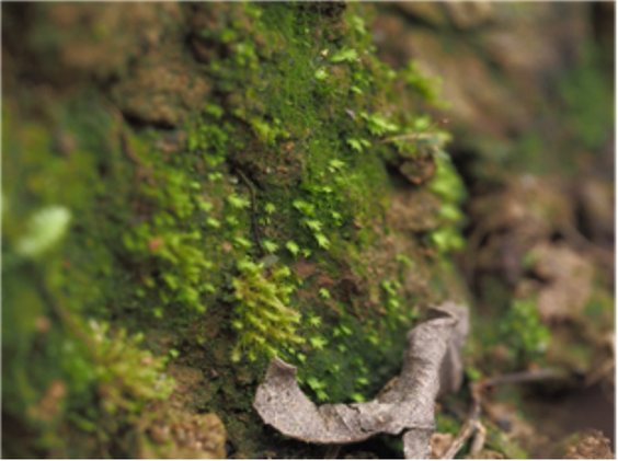 青神县发现两种四川新记录物种