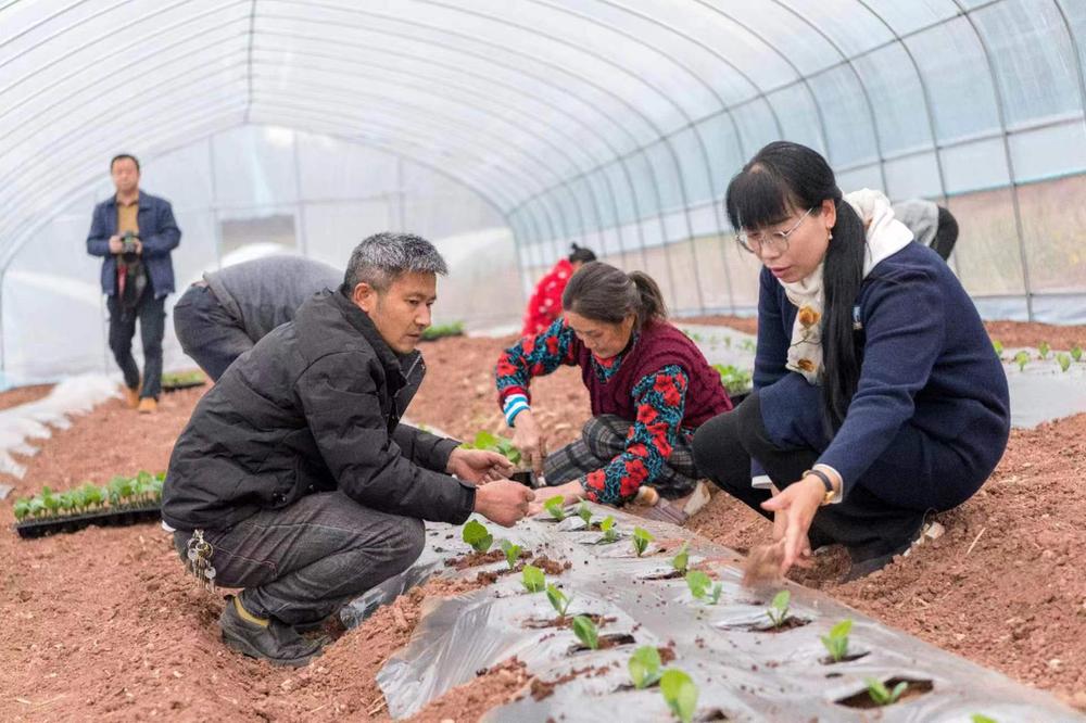 简阳市：春耕春种正当时 不负农忙不负春