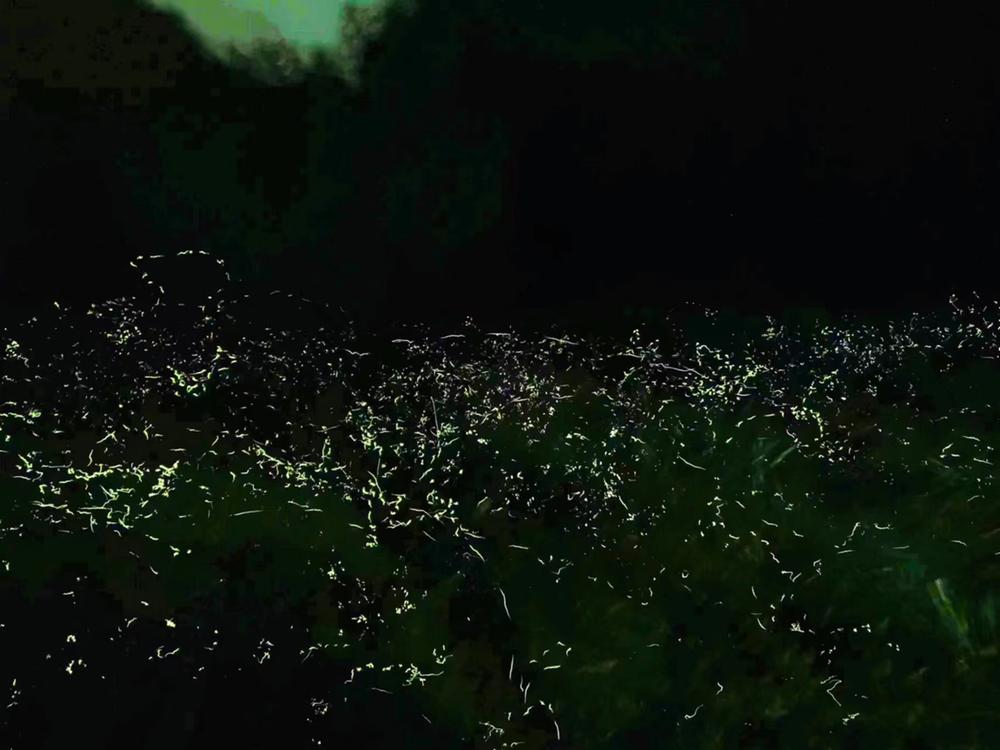 青神县竹里萤光迎客来