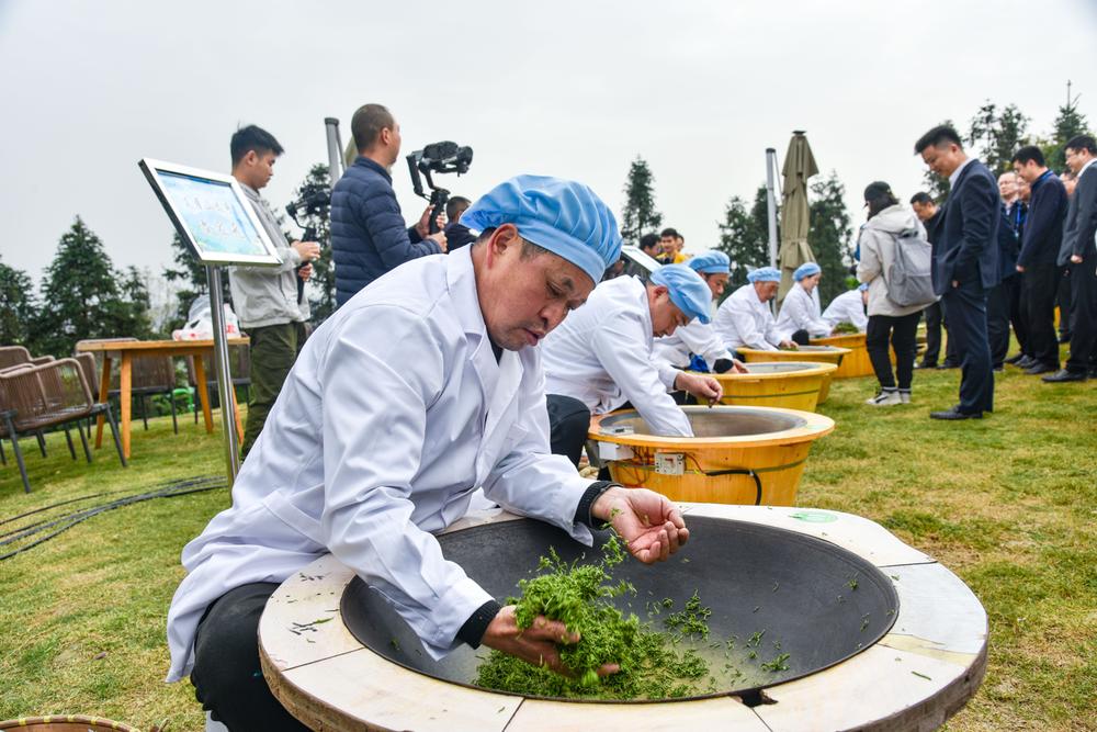 洪雅县举行春茶采摘暨品鉴展销会活动