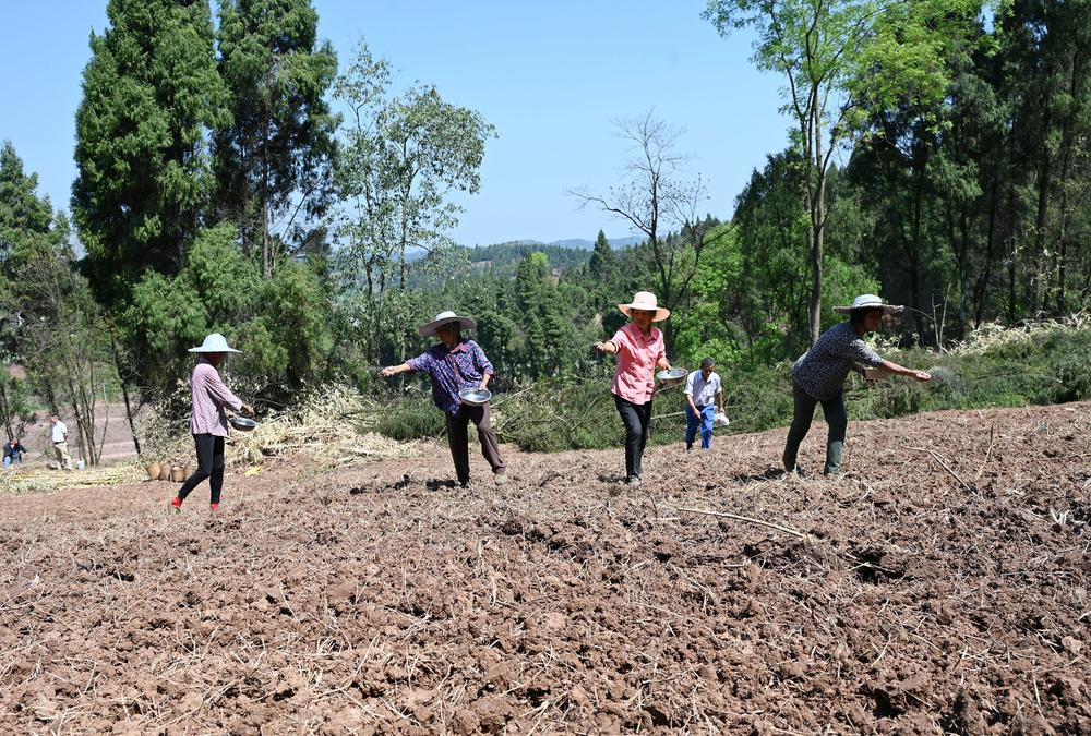 东兴区：中药材产业助力乡村振兴