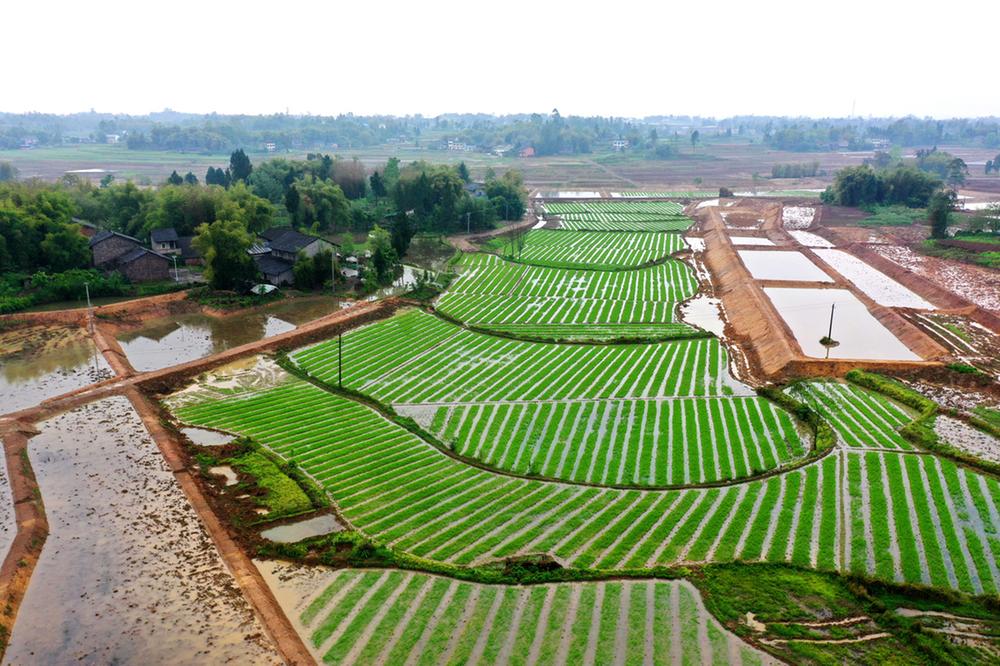 龙台镇：春和景明田园美