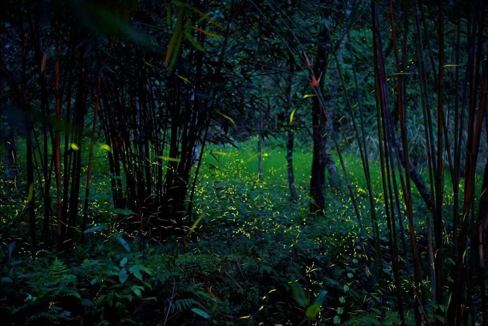 10万游客到青神赏萤 农旅融合走出新路径