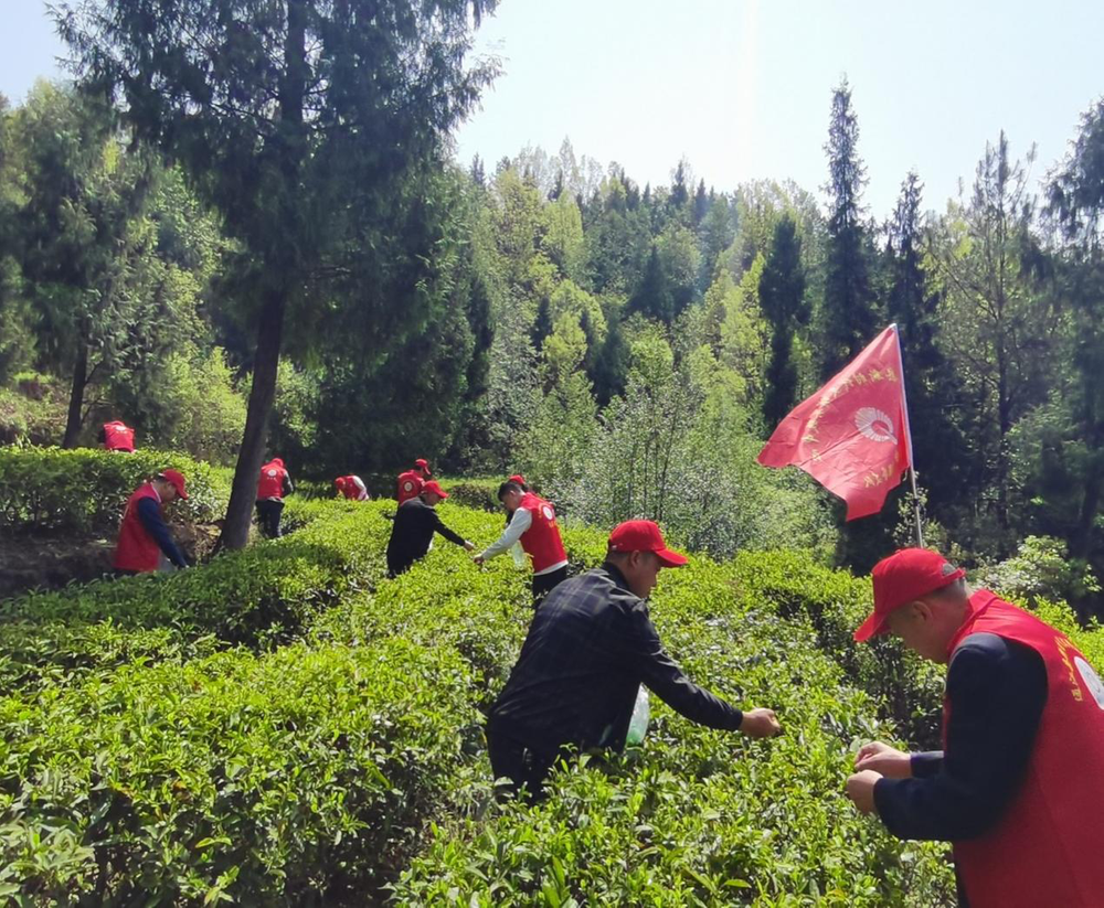 通江县科协机关党支部开展“助企采茶”主题党日活动