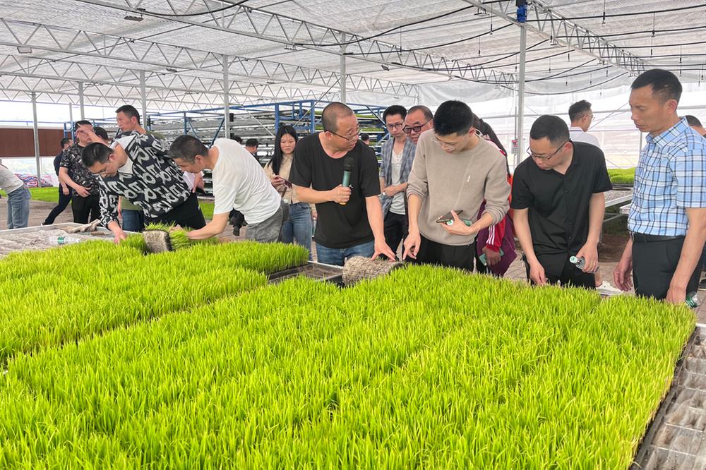 邻水县举行2023年水稻机插秧现场观摩会