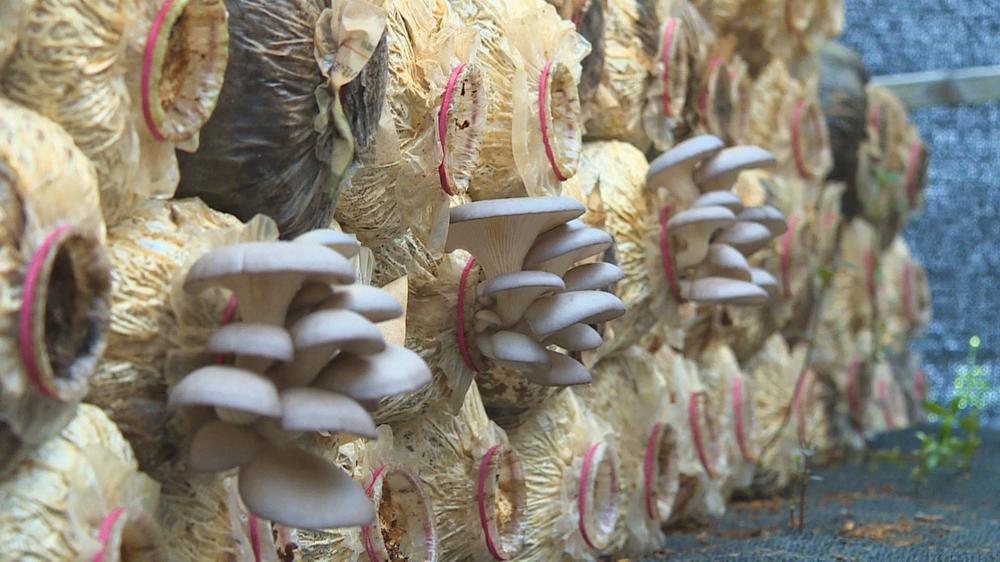 邻水县：食用菌变身致富“金元宝”