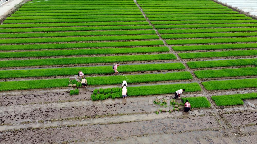 丹棱县：春耕时节插秧忙