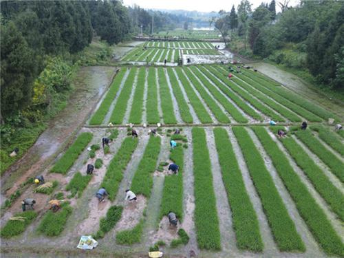 护安镇：春耕好时光，乡村插秧忙