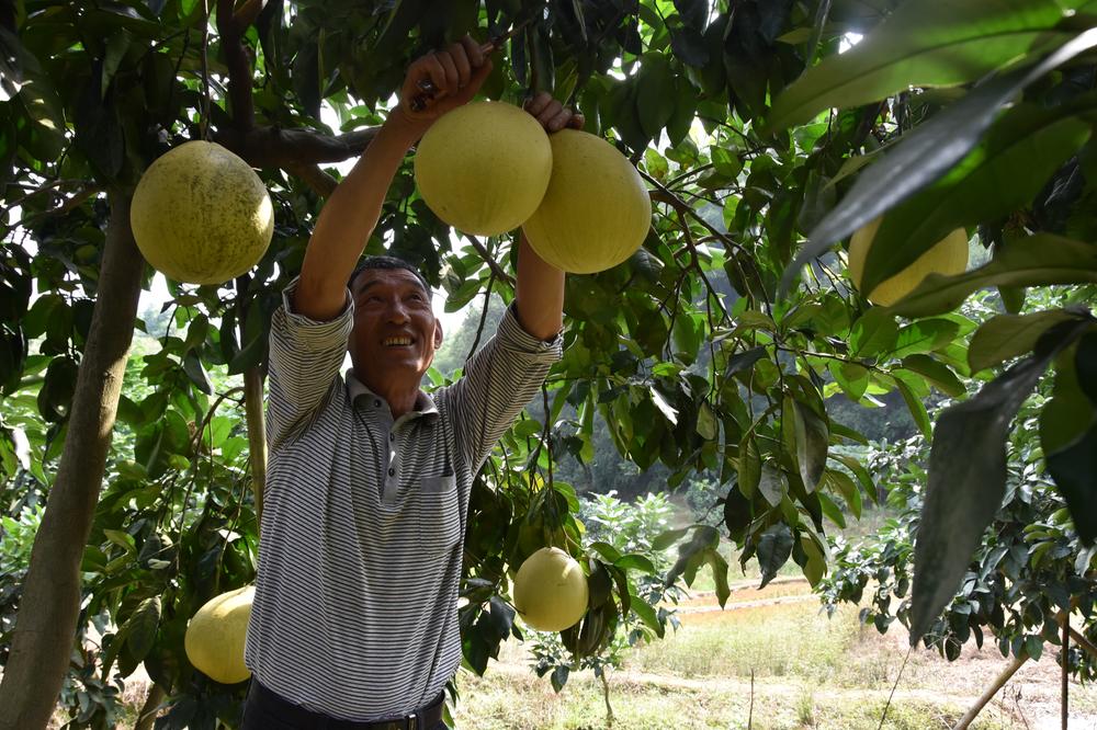 庭院经济在乡村落地开花 纳溪区农家“空坝子”成致富“聚宝盆”