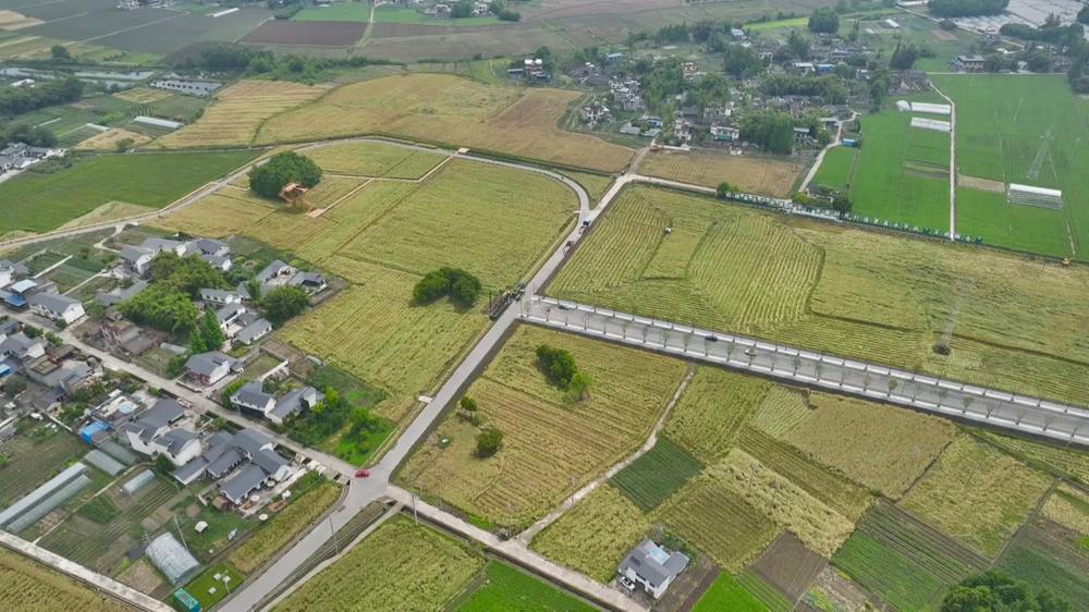 青神：五万亩油菜喜获丰收 机械化收割节本增效