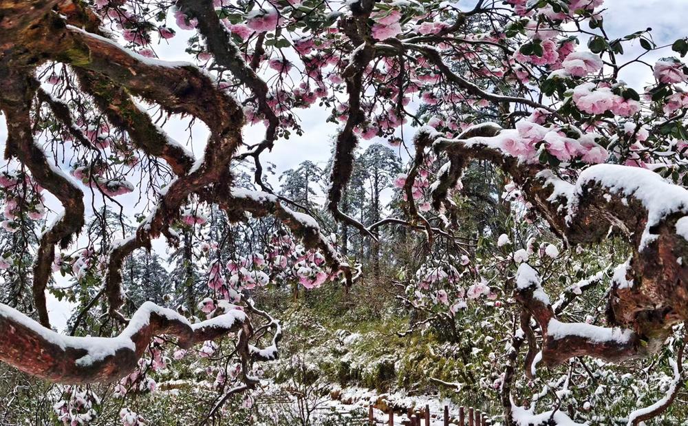 四川洪雅：“五一”假期瓦屋行，雪后杜鹃更迷人