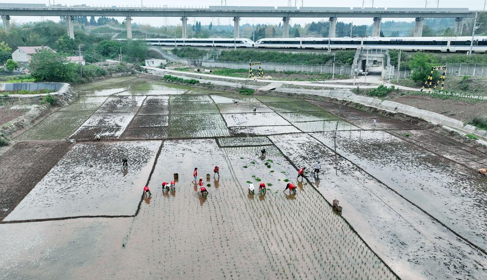 东兴区：志愿服务助“双抢”
