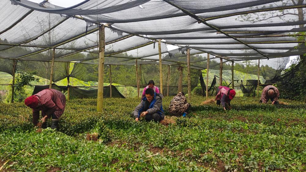 丹棱县：从“输血兜底”到“造血共建”，村集体经济实现“百花齐放”