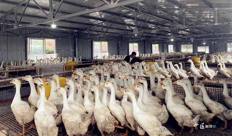 内江市市中区：鹅鹅鹅！振兴路上“向天歌”