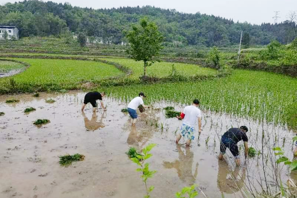 花园镇：党员志愿齐上阵 助力春耕促振兴